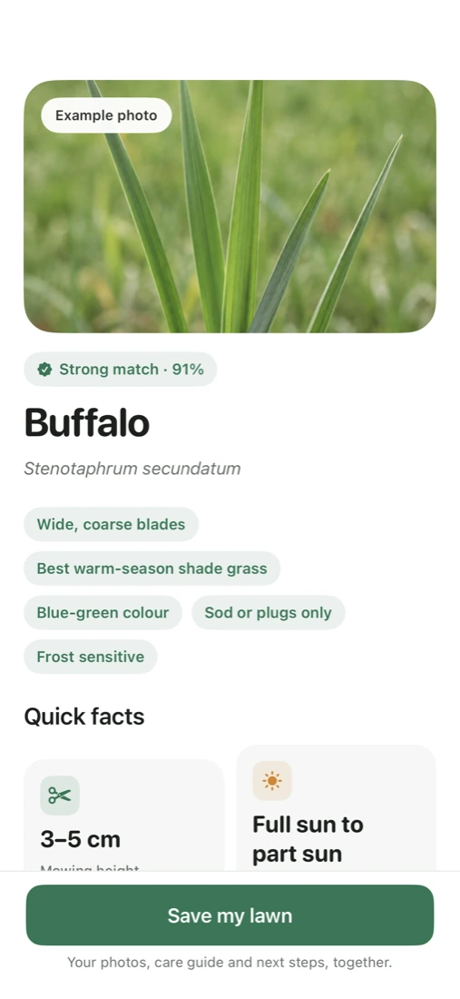 Identification result: Buffalo, Stenotaphrum secundatum, strong match 91 percent, with traits such as wide, coarse blades and a 3 to 5 centimetre mowing height.